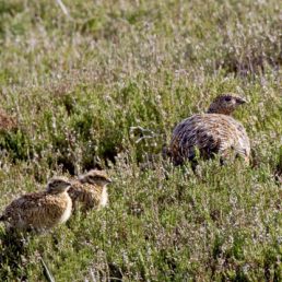 Adopt a Grouse